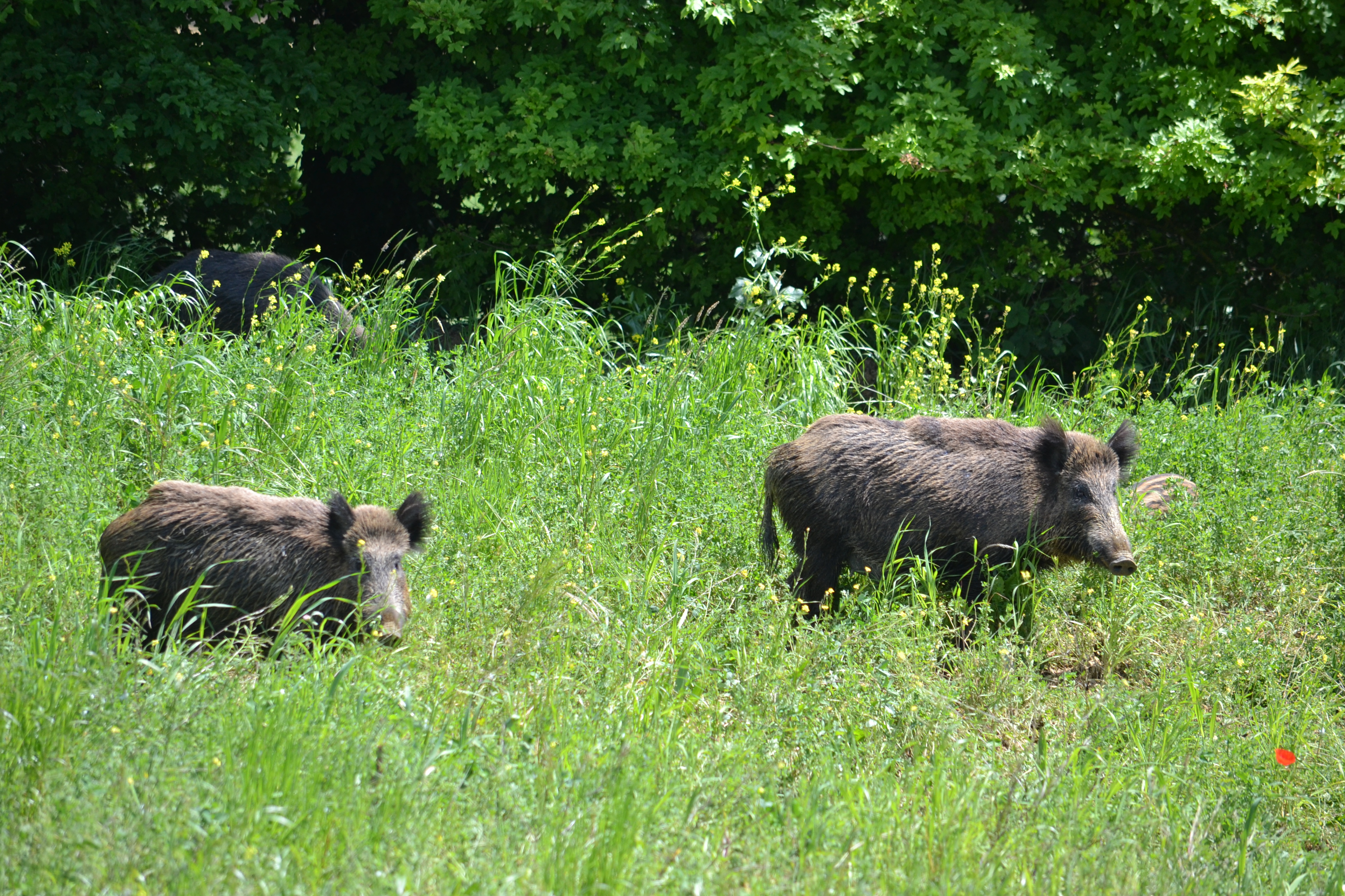 CINGHIALE